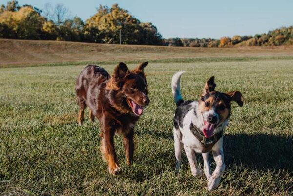 Big Bentley Pet Supply